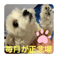 マルチーズ❤️ちーたんの日々❤️
