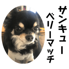 チワワのちーちゃん　2