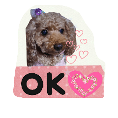 トイプードルゆずちゃん。ラブリー甘えんぼ