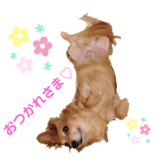 チワックス♡マロンの日常(一般編)