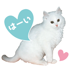 白ネコ　からまる