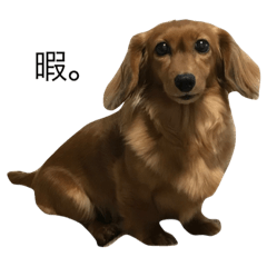 愛犬　　クレアちゃん