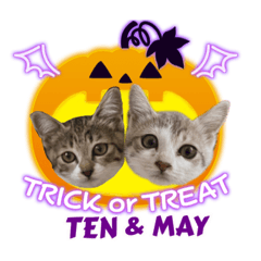 メイとテンの日常会話スタンプ