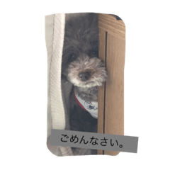 しぇるちゃんの呟き①