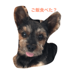 おしゃべりヨーキー