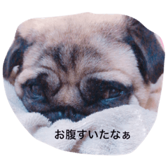 おもち時々おこわ