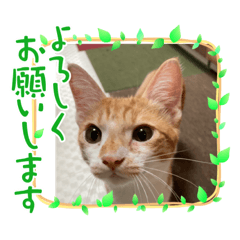 新入ラテっちゃん