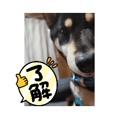 ぶん太の日常スタンプ③