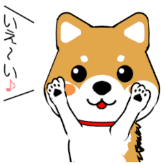 動く！柴犬の日常