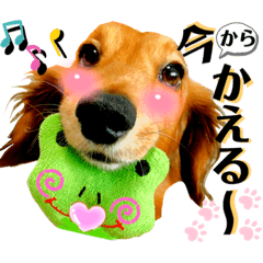 犬ダックスミニチュア短足可愛いラブ日常4