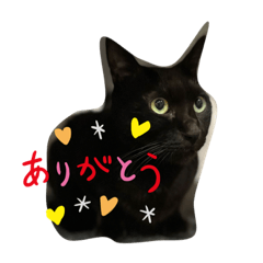 黒猫とロシアンブルー