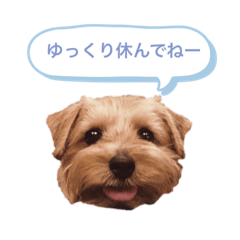 ノーフォークテリア 双子の「るいぼん」③