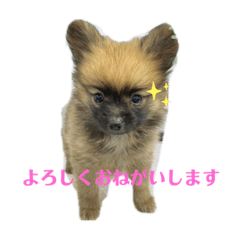 ポメヨンのウルくん