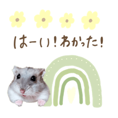 ハムスターのハム太郎＆リボンちゃん