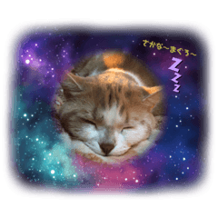 あざとくてあざとくない猫のスタンプ