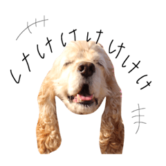 ミヤコおばさん