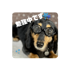 ミニチュアダックス・ ジャックラッセル