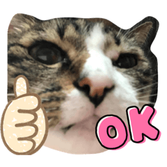 保護ネコ3匹ニャンズ3