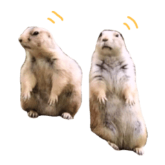 ハシビロコウ達