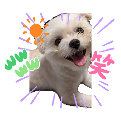 うちのほたてちゃん