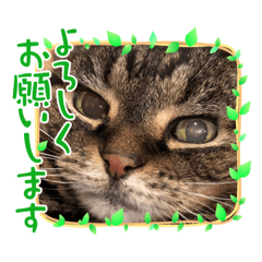 シマコと黒猫その2