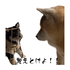 ゆずあんずの日常