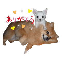 ポメ＆チワワ合わせて４匹