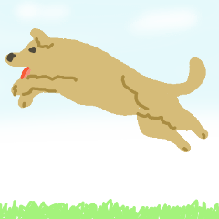 ゴールデンを飼う