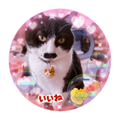 くうちゃんと遊ぼう