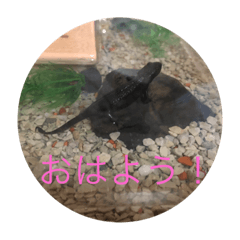 ふくちゃんと八つ葉