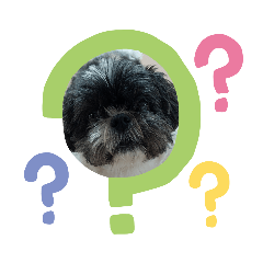 シーズーチャコちゃん1