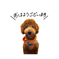 トイプーのコタロー