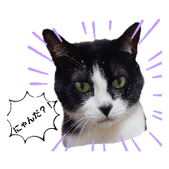 我が家の可愛い４にゃんこ