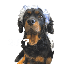 不機嫌な黒い子