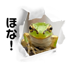 家に遊びに来るカエルスタンプ