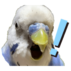 ウチのインコちゃん２