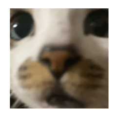 べりーきゅーとなハチマル