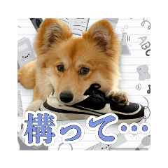 ポメコギ　ぽきのすたんぷ