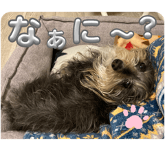 カニンヘンダックスと申します。