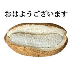 あけび　アケビ　木通　通草　と　敬語