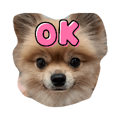 ポメラニアンだいきち