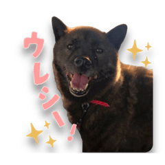甲斐犬おはるの日常スタンプ