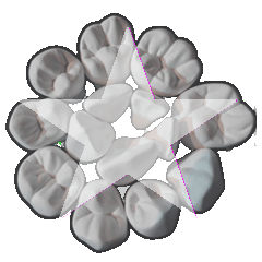 小大臼歯のスタンプ 39