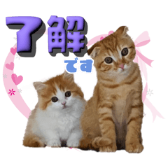 短足ミヌエットのおみつ