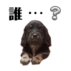 ミニチュアダックス、ゆずむぎれもんの日常