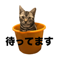 アメショのわさび君②