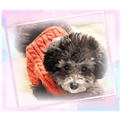 ここちゃん（ワンチャン）