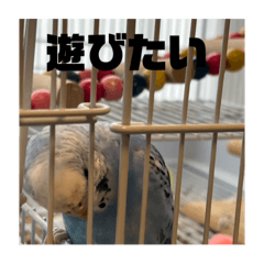 ラムネとおもち（インコ）