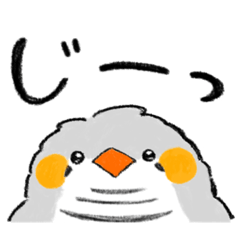 もっふりキンカチョウ