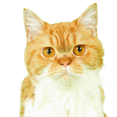 マロンちゃんの可愛いスタンプです！！